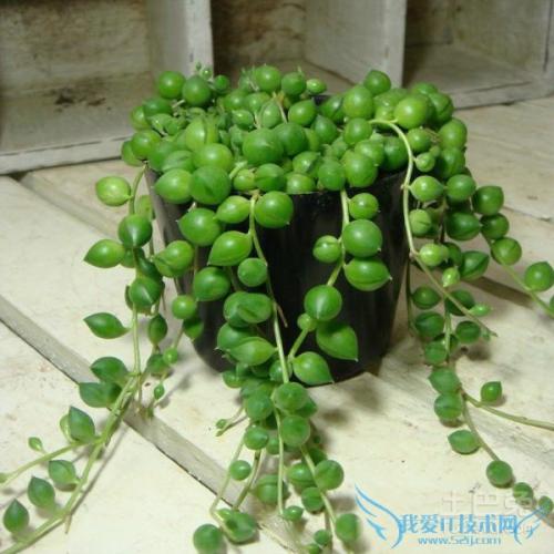 绿色植物在室内环境中的作用