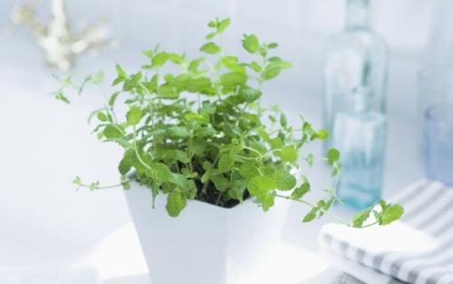 哪些绿色植物可以改善室内空气质量