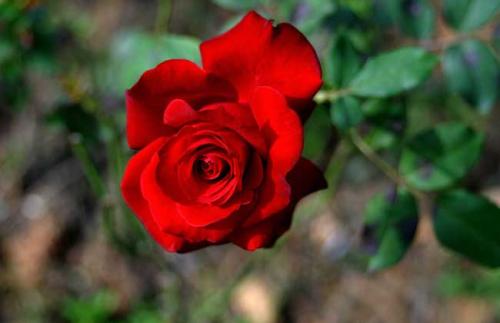 红玫瑰花语】红玫瑰代表什么