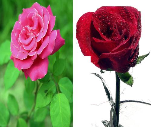 月季和玫瑰的区别有哪些