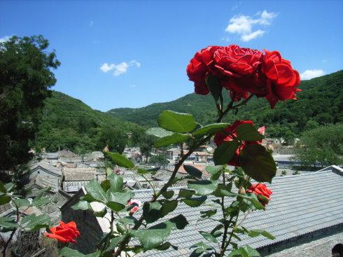 北京近郊妙峰山玫瑰谷的介绍