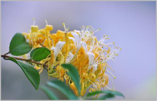 大毛花(藤本) 